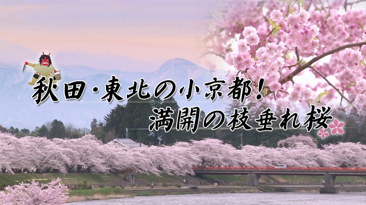 【桜名所 東北】秋田県仙北市_角館