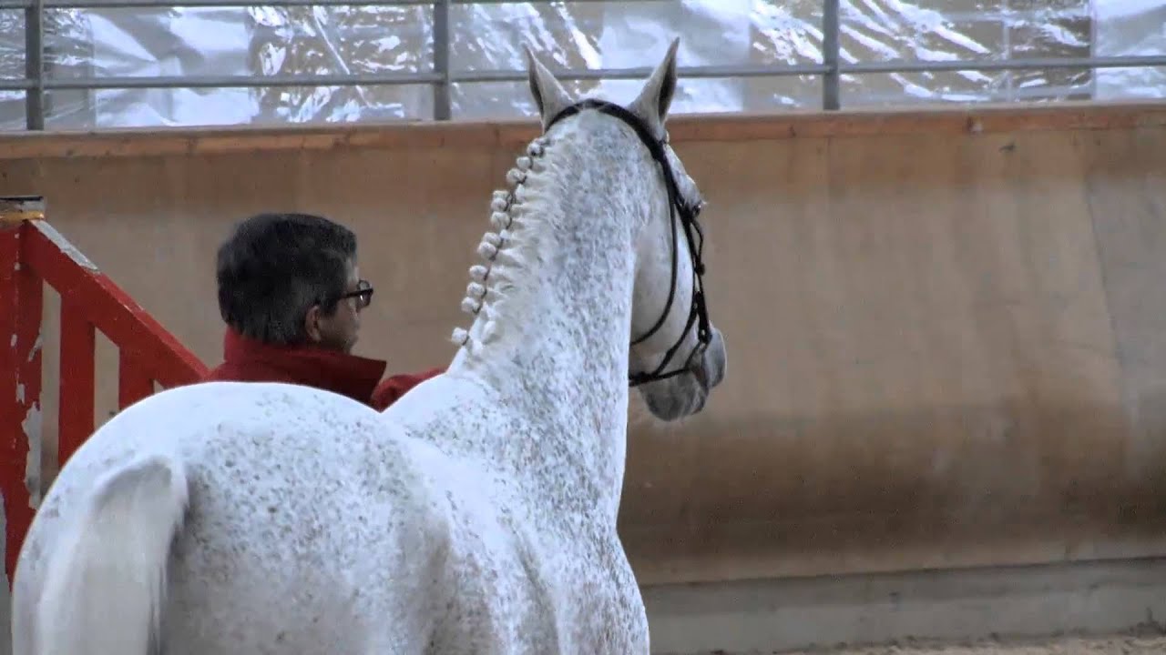 Hermes d'Authieux - Etalon Béligneux Le Haras 2014
