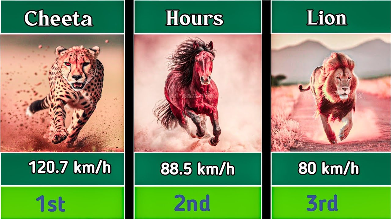 In The World 🌎 Firster Animals Running Comparison Data Video 