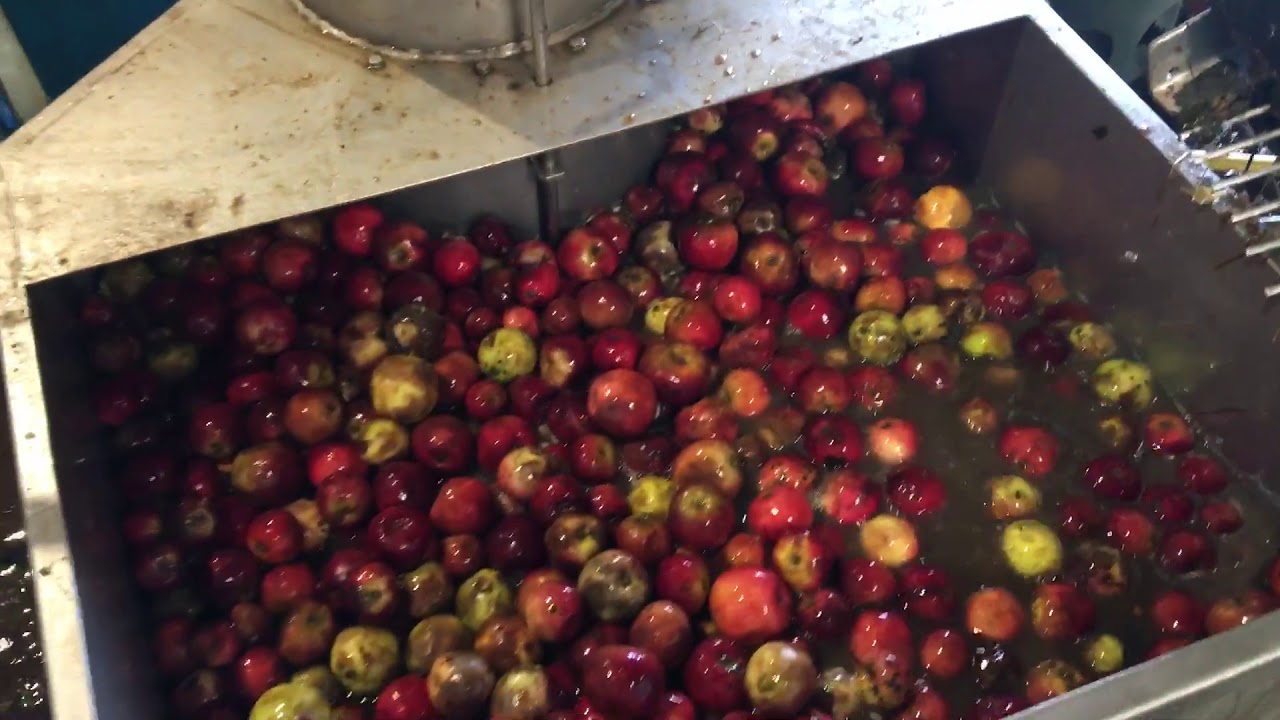 Ty Gwyn Cider pressing