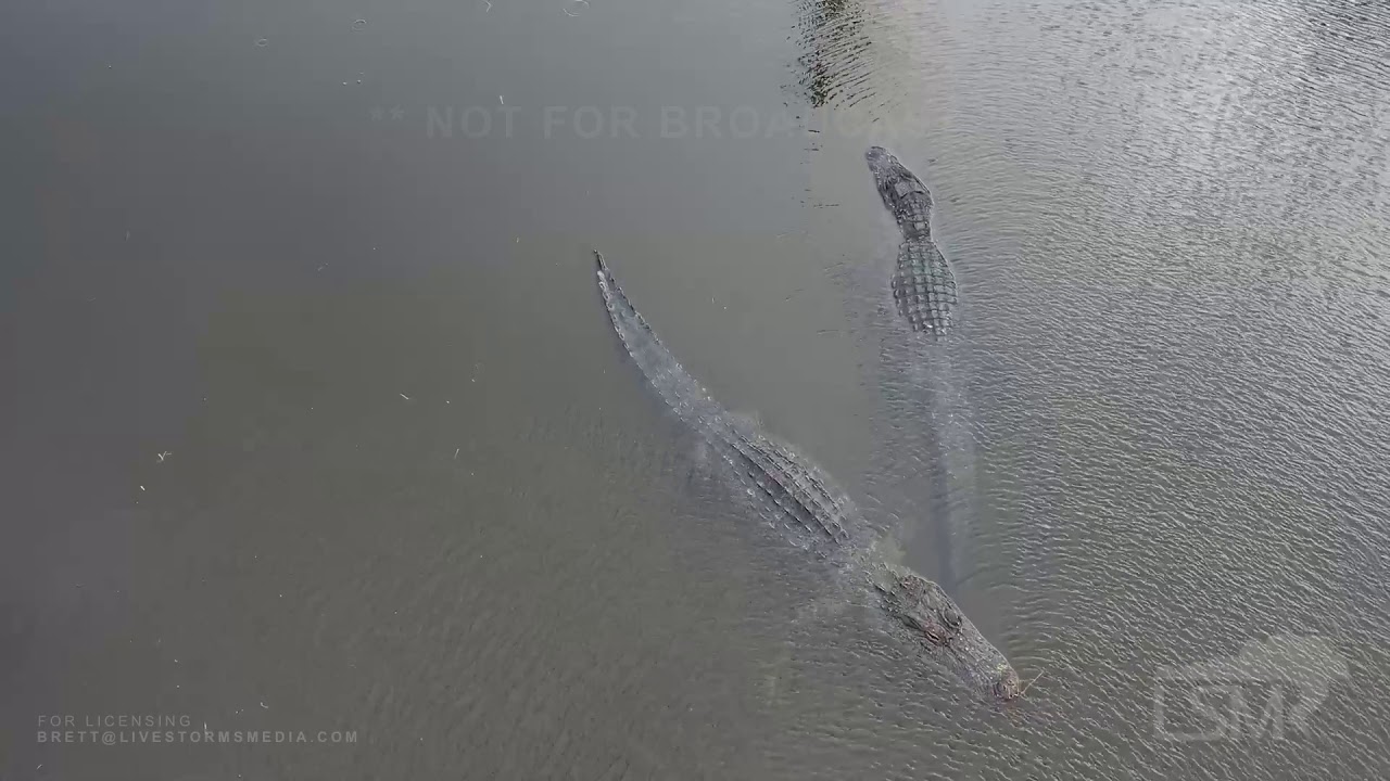 9-20-2019 Fannett, Tx Horses and cars on overpass that's island, crazy drone video of flooding I-10