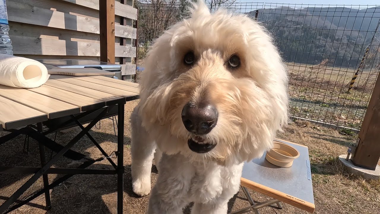 滋賀キャンプ！お散歩してるだけで幸せな大型犬とメタセコイヤ並木へ