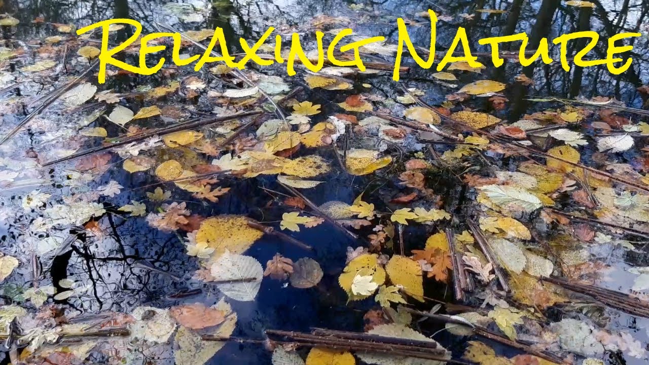 Relaxing Nature: 🍂🍁 Autumn leaves on the water surface + sounds from Geese and 🐶 Dog barking ❤️🙏