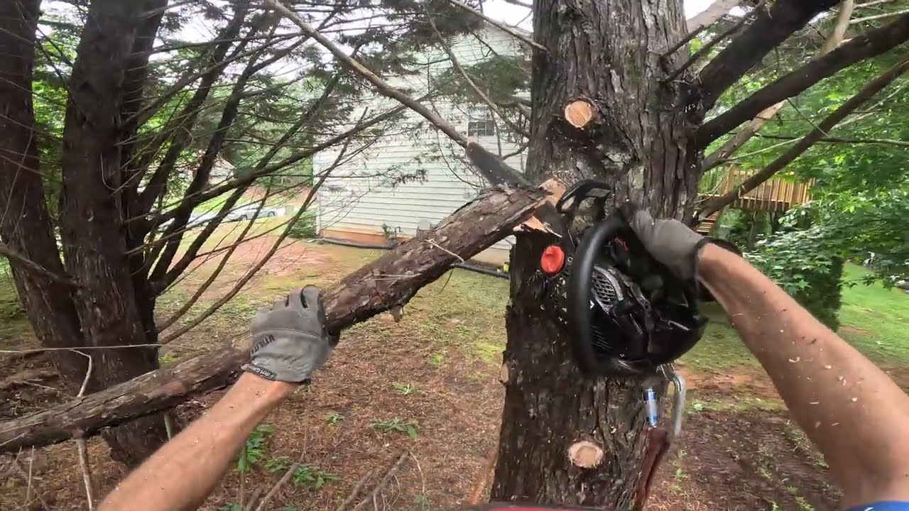 REMOVING 8 LELAND CYPRESS (PART 2)