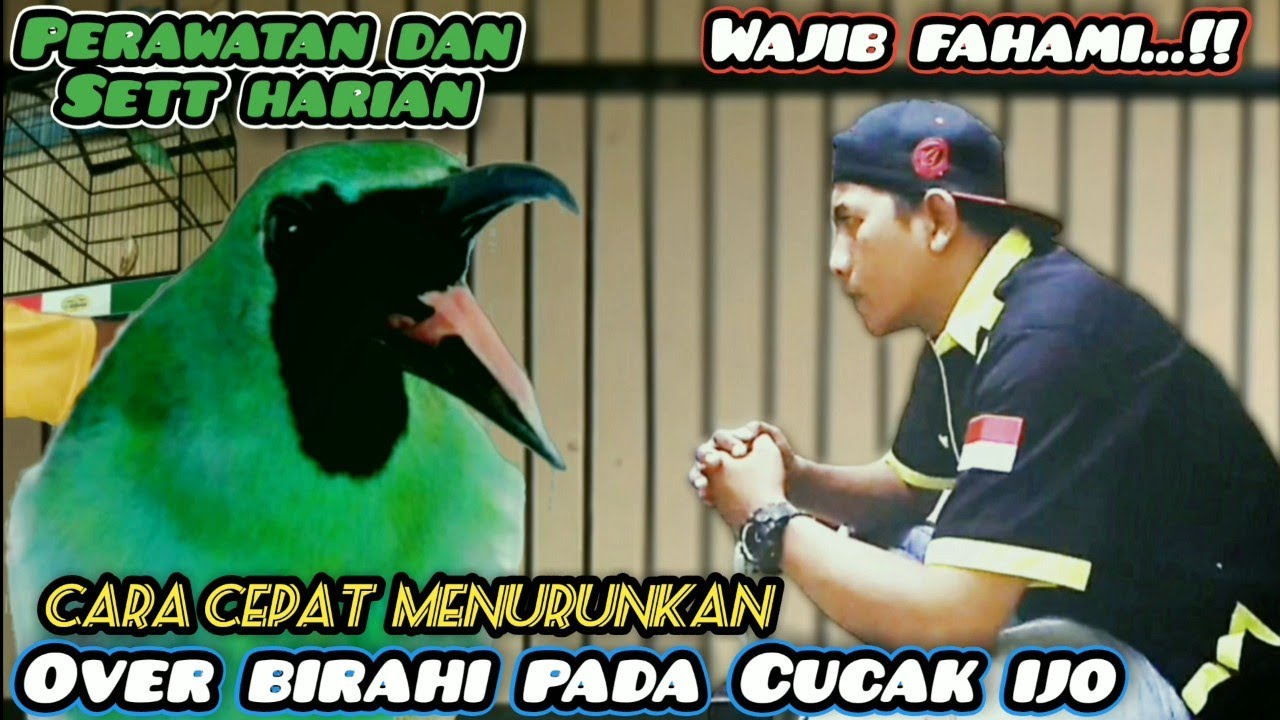 Mengatasi Cucak ijo Over Birahi‼️Perawatan Cucak ijo Over birahi yang baik dan benar