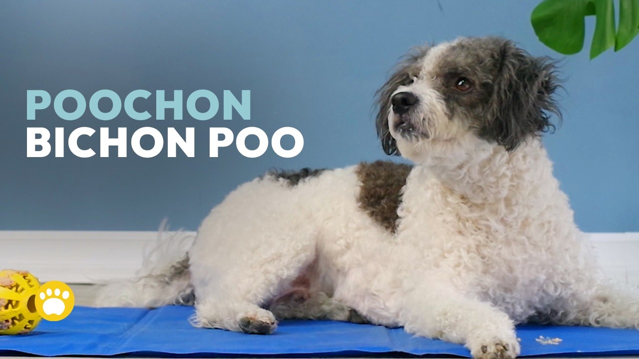 Bichon Frise x Poodle Mix 101 (Poochon | Bichon Poo | Bichpoo)