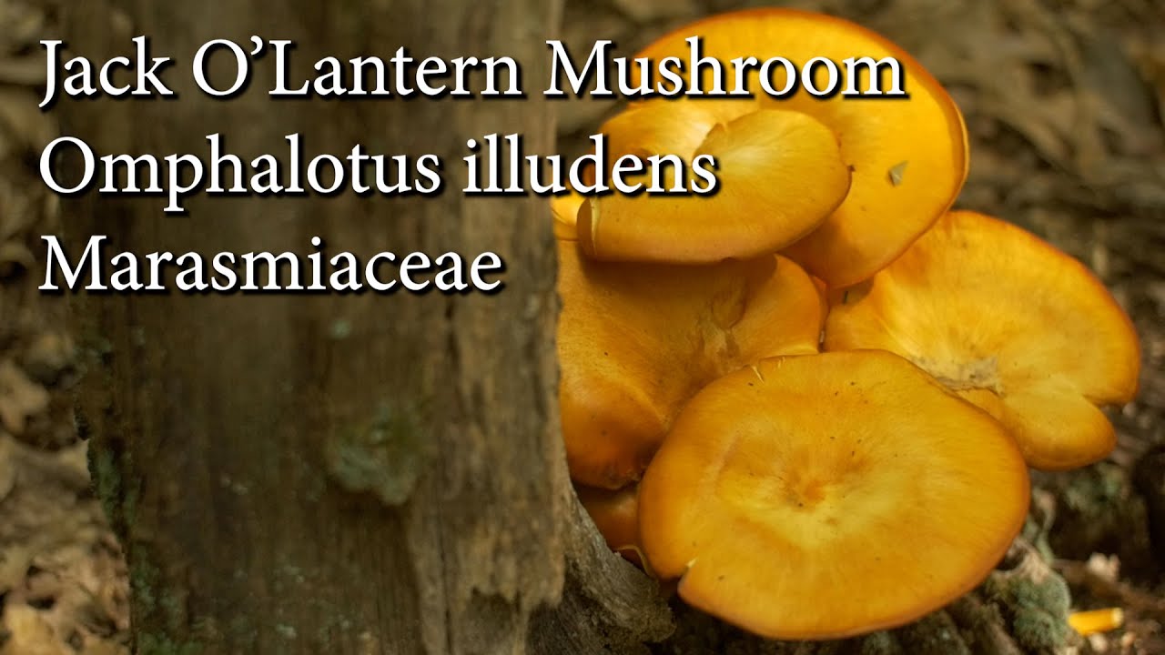 Meet Jack O'Lantern, a commonly consumed Poisonous Mushroom & how to keep it off your dinner plate!