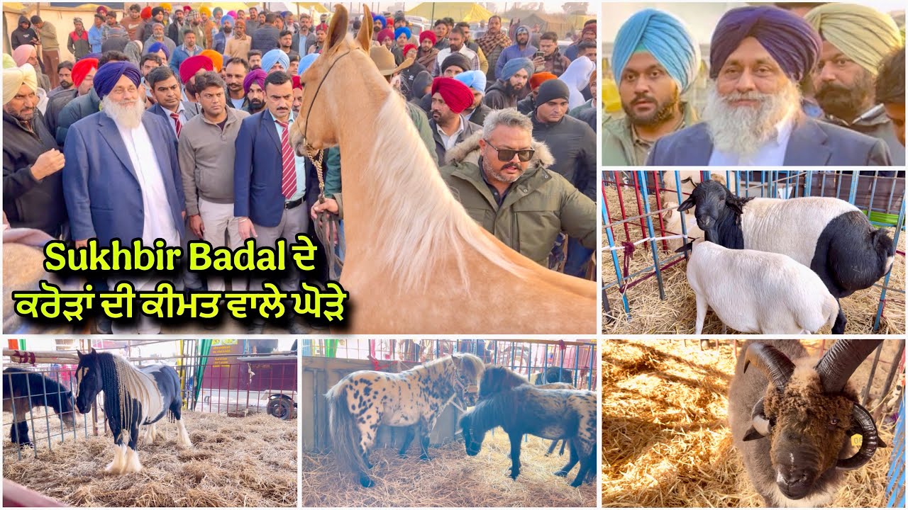 Sukhbir Badal ਦੇ ਕਰੋੜਾਂ ਦੀ ਕੀਮਤ ਵਾਲੇ ਘੋੜੇ ਦੇਖੋ Maghi Mela Sri Muktsar Sahib 2026 @farmingbaba