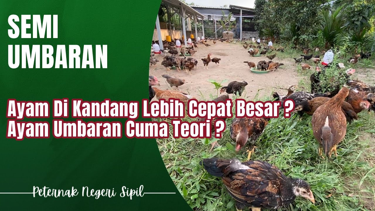 #5 Kandang Semi Umbaran Apakah Lebih Buruk ? Ayam Susah Besar ? #ayamkub #ayamkampung #umbaran