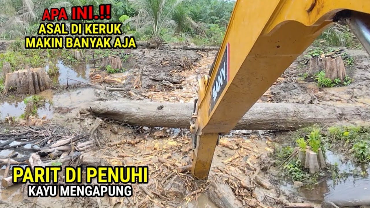 Banyak Tunggul kayu besar di tempat yang bakal di buat parit ini