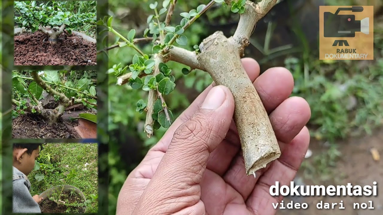 Membuat bonsai Sancang dari nol, sampai sold out