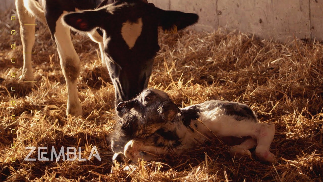 Hoe duurzaam is de kalverhouderij? | Zembla
