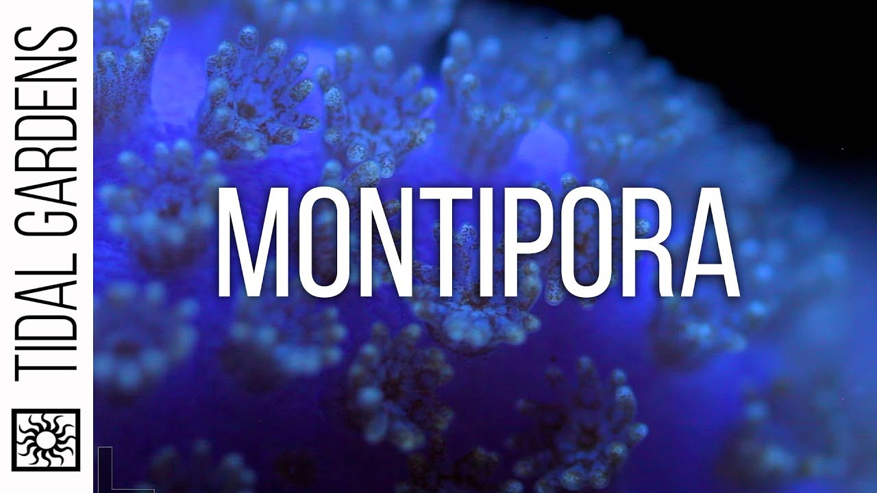Советы по уходу за кораллами Montipora