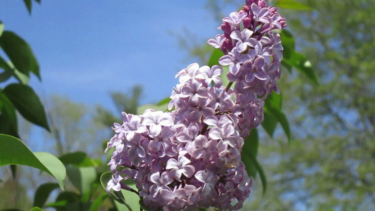 How To Grow And Care For A Lilac.