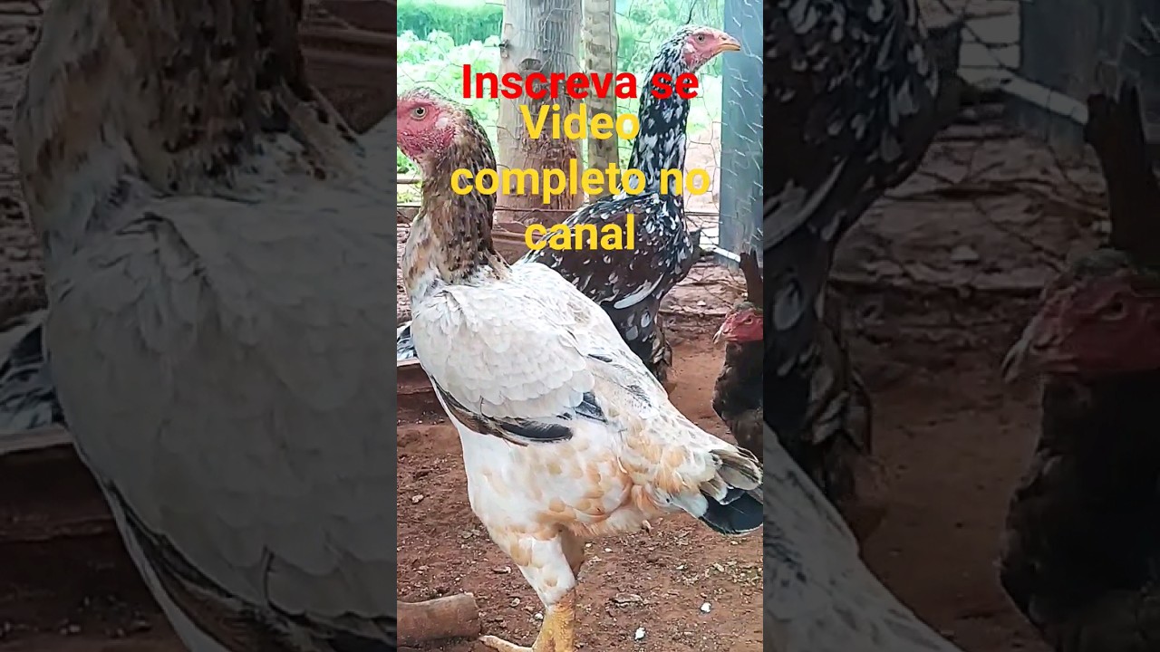 Como ter aves saud&aacute;veis e rent&aacute;veis