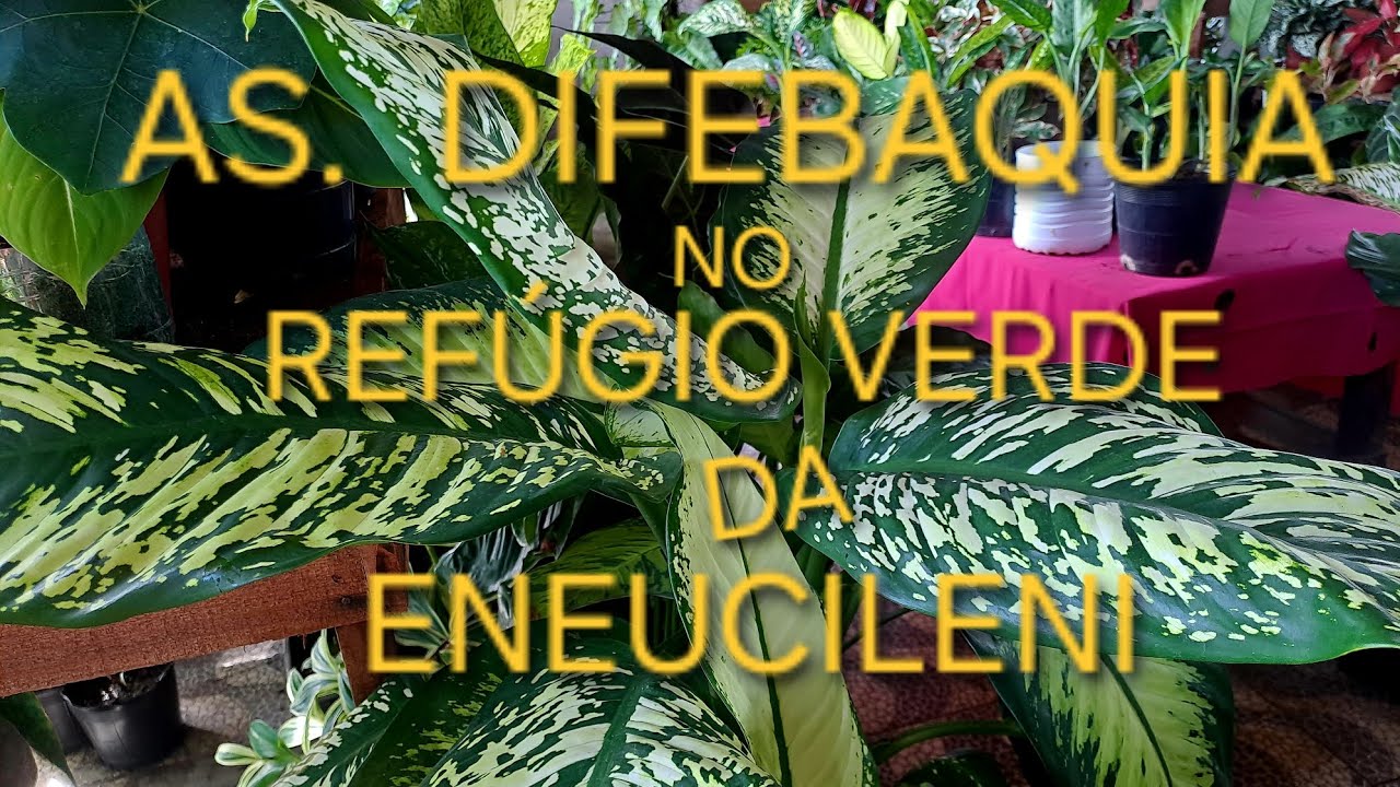 🪴REFÚGIO  VERDE  DA  ENEUCILENI     #DIFEBAQUIA # PLANTA  RESISTENTE 🪴 