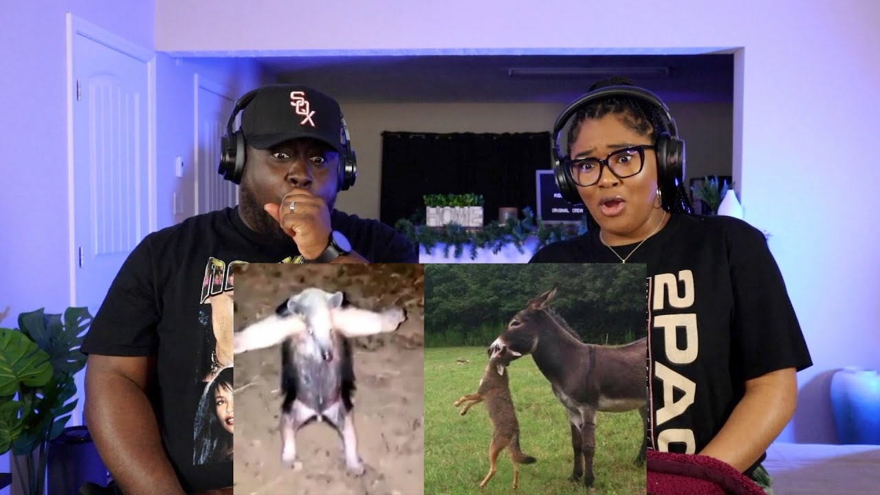Kidd and Cee Reacts To 4 Animals That Will Co Sign Your Obituary