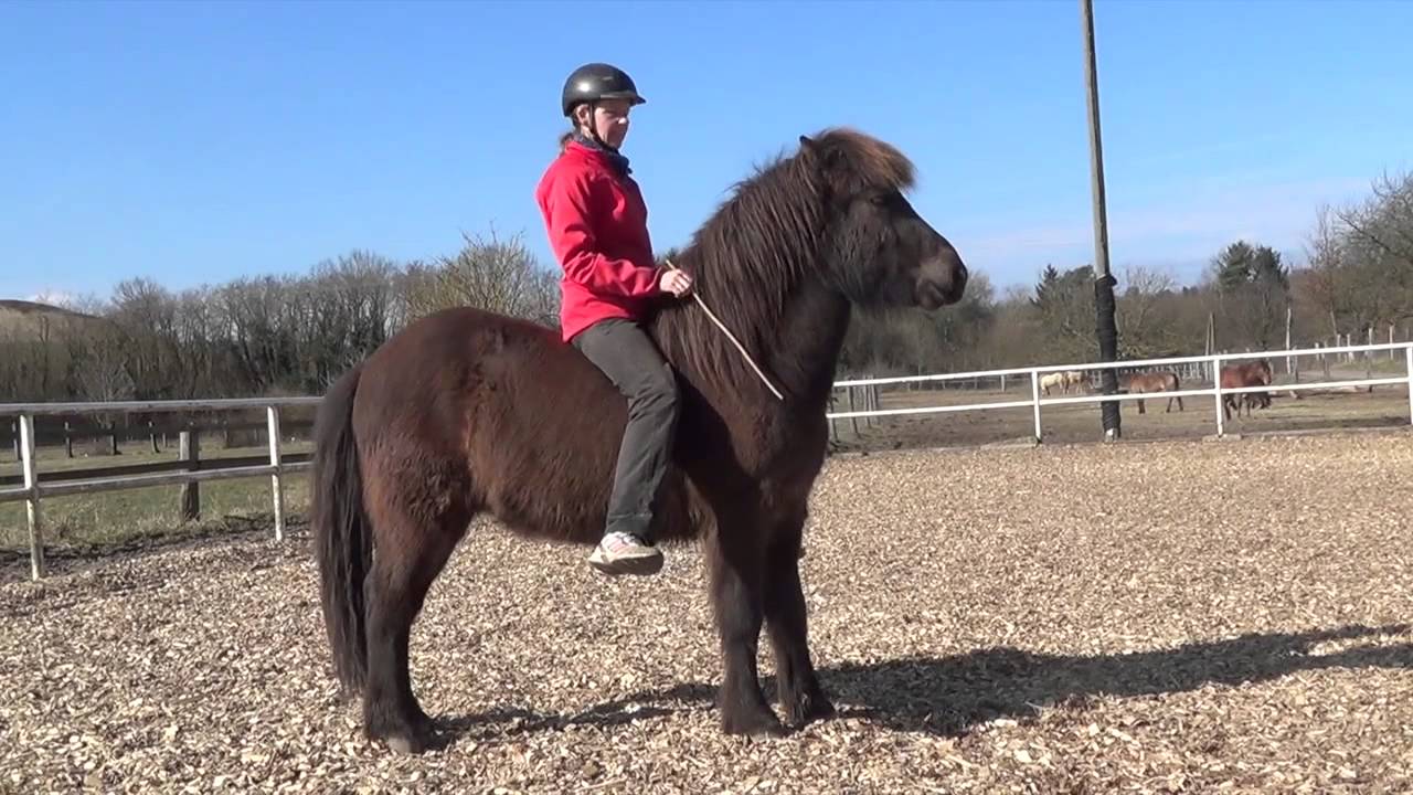 Islandpferd (Jungpferdeausbildung) Reiten ohne Zaumzeug