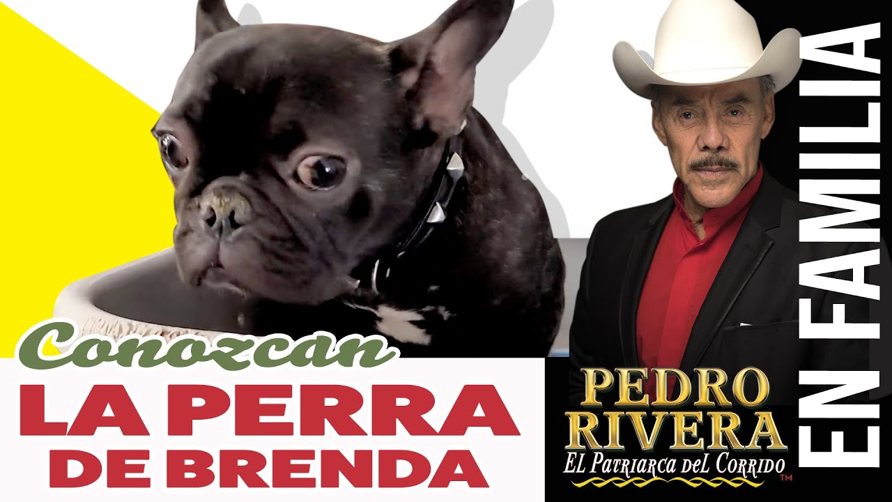 CONOZCAN... LA PERRA DE BRENDA | Pedro Rivera
