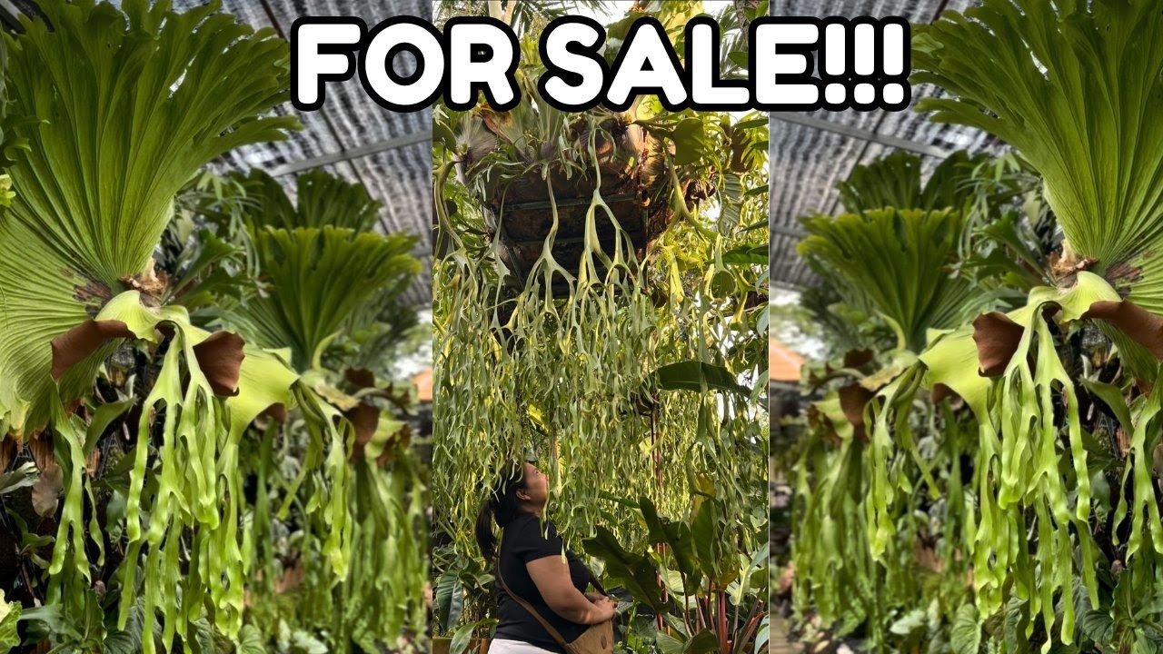 VARIETY OF MY PLATYCERIUM FOR SALE!!!