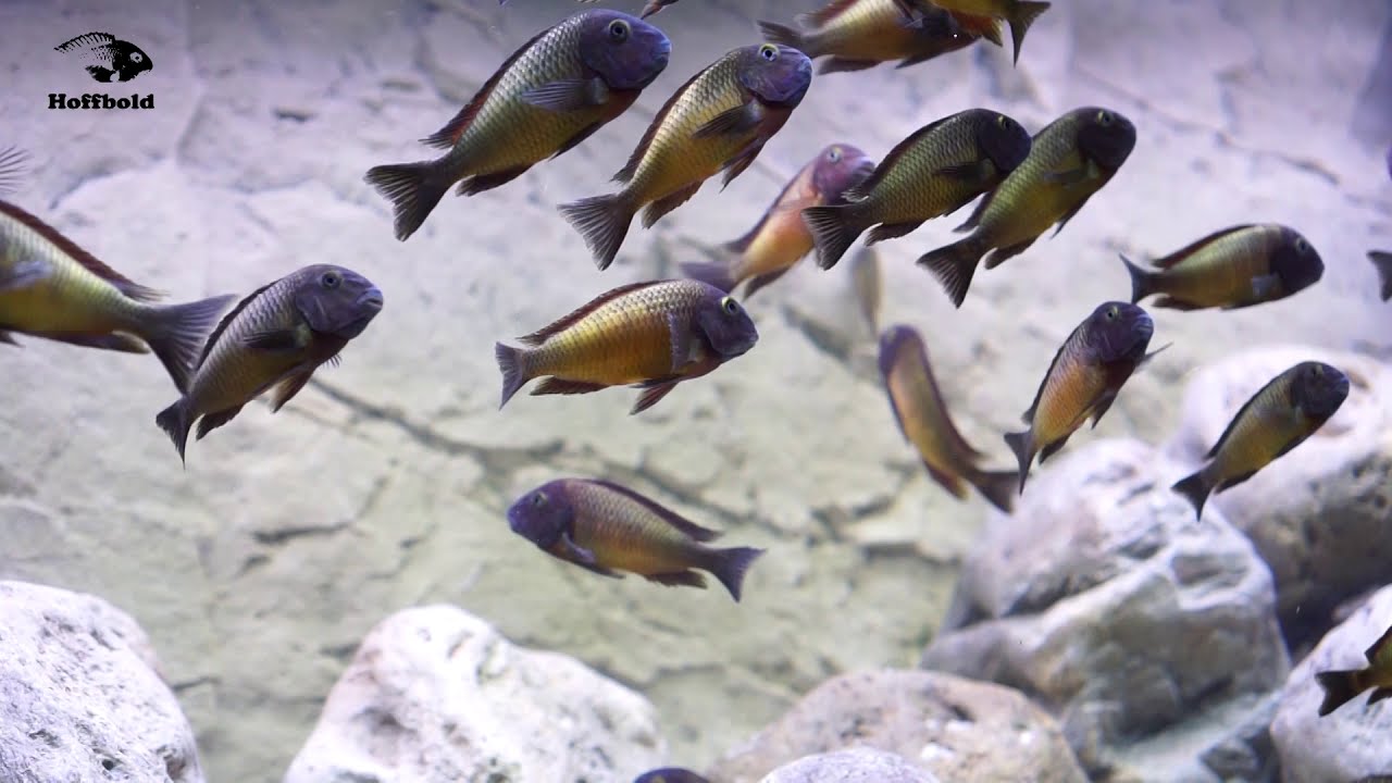 Tropheus Ilangi Yellow WF - Januar 21