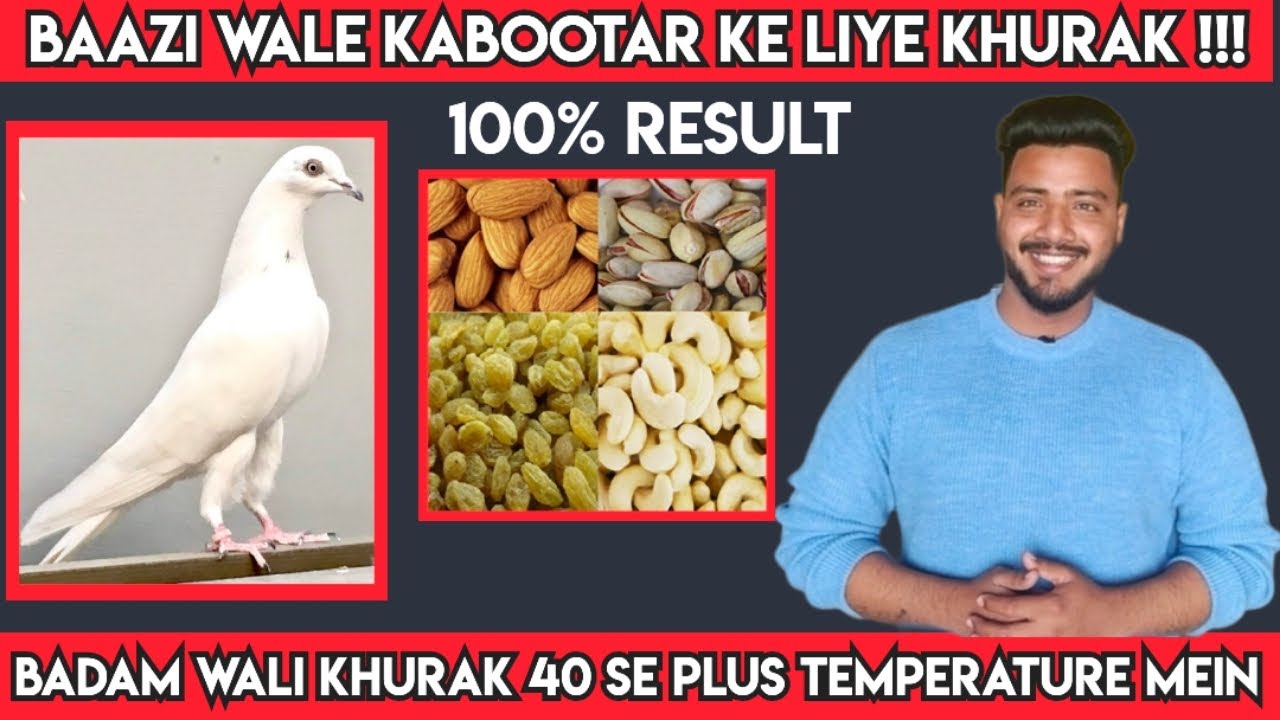BADAM WALI KHURAK BAAZI WALE KABOOTAR KE LIYE (KABOOTARBAZI)