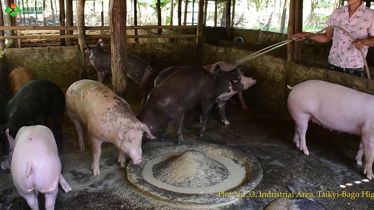 New Hope Swine Feed(မြန်မာနယူးဟုပ်၀က်စာ)