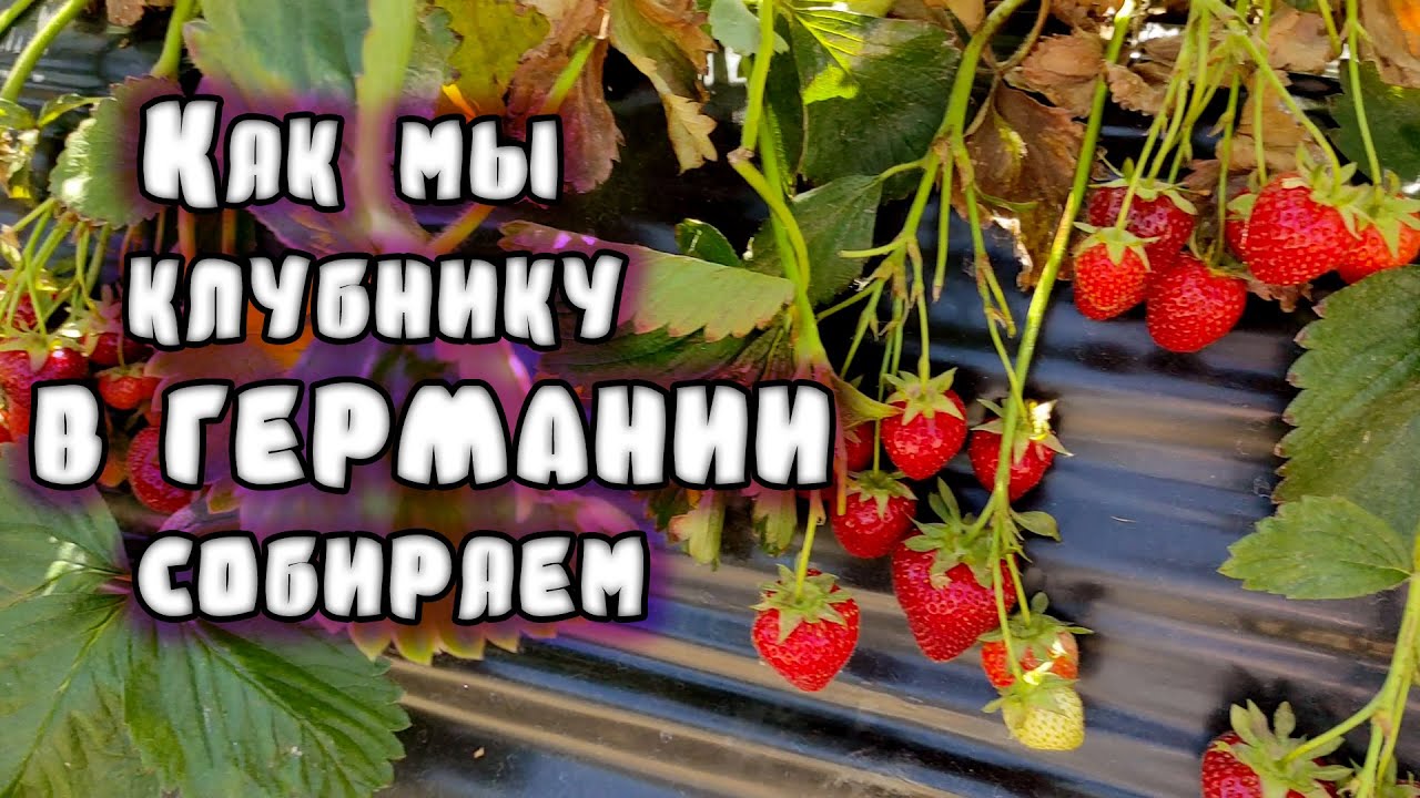 Как мы клубнику в Германии собираем