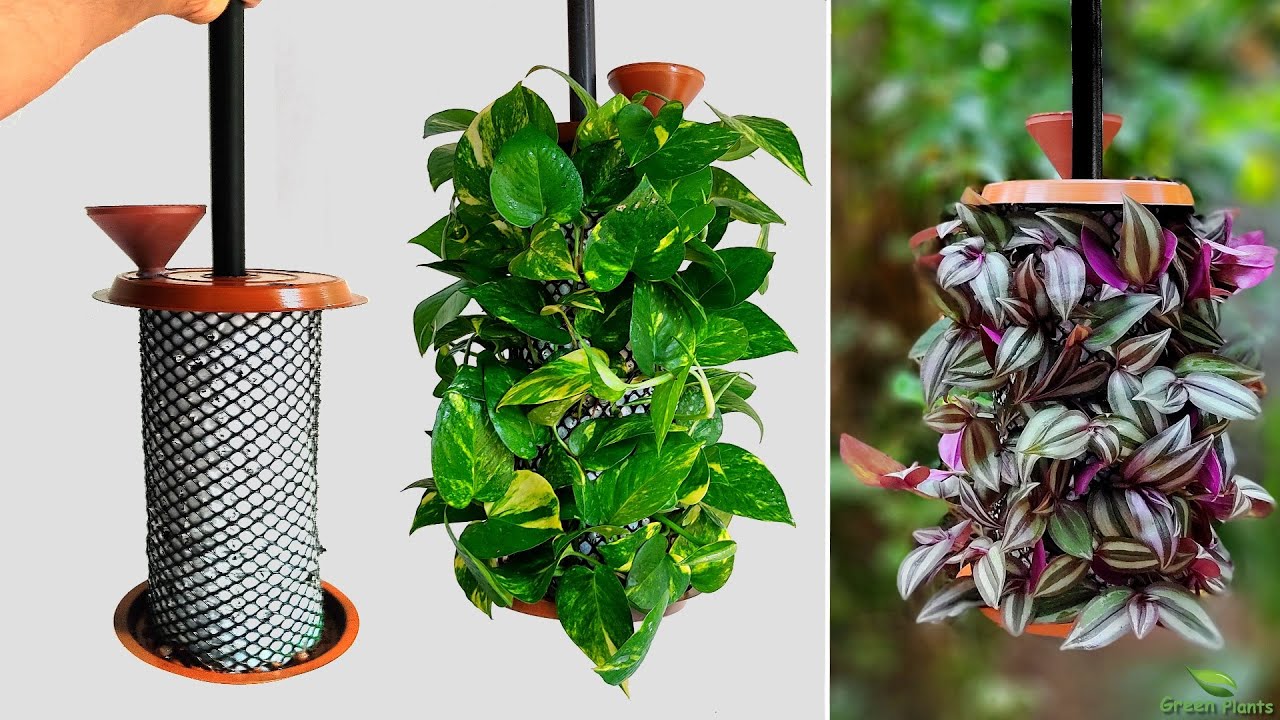 Indoor Hanging Money plants to Decorate Your Home//GREEN PLANTS