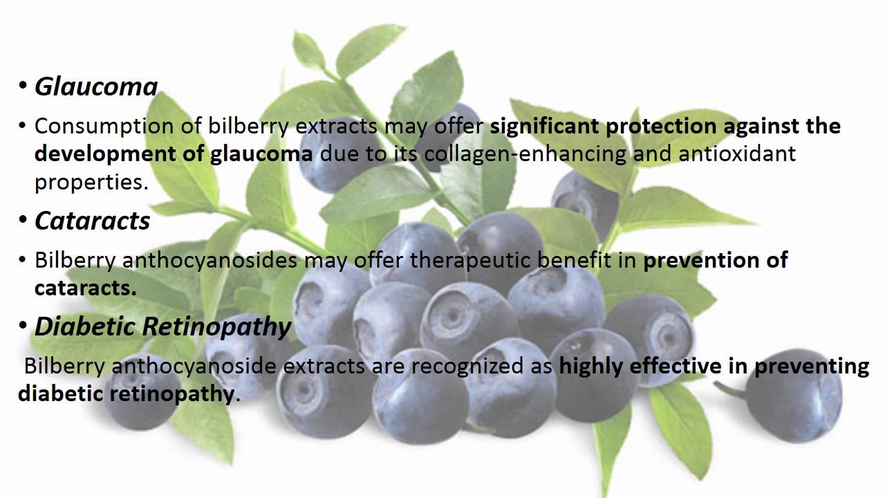 Bilberry   ( Vaccinium myrtillus )