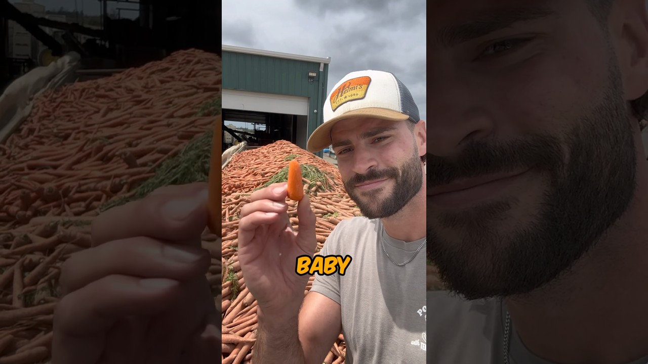 How Baby Carrots Are Made! #farming #howitsmade