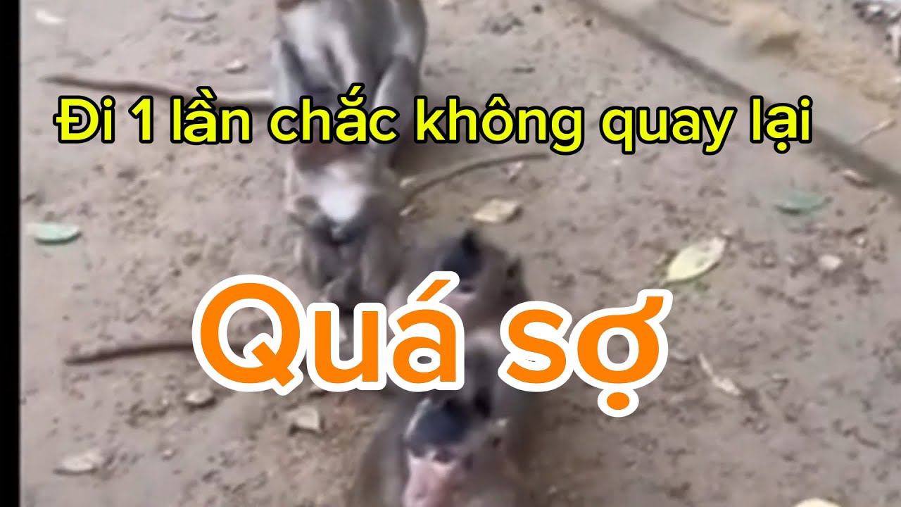 #26 kỉ niệm đảo khỉ- cần giờ 