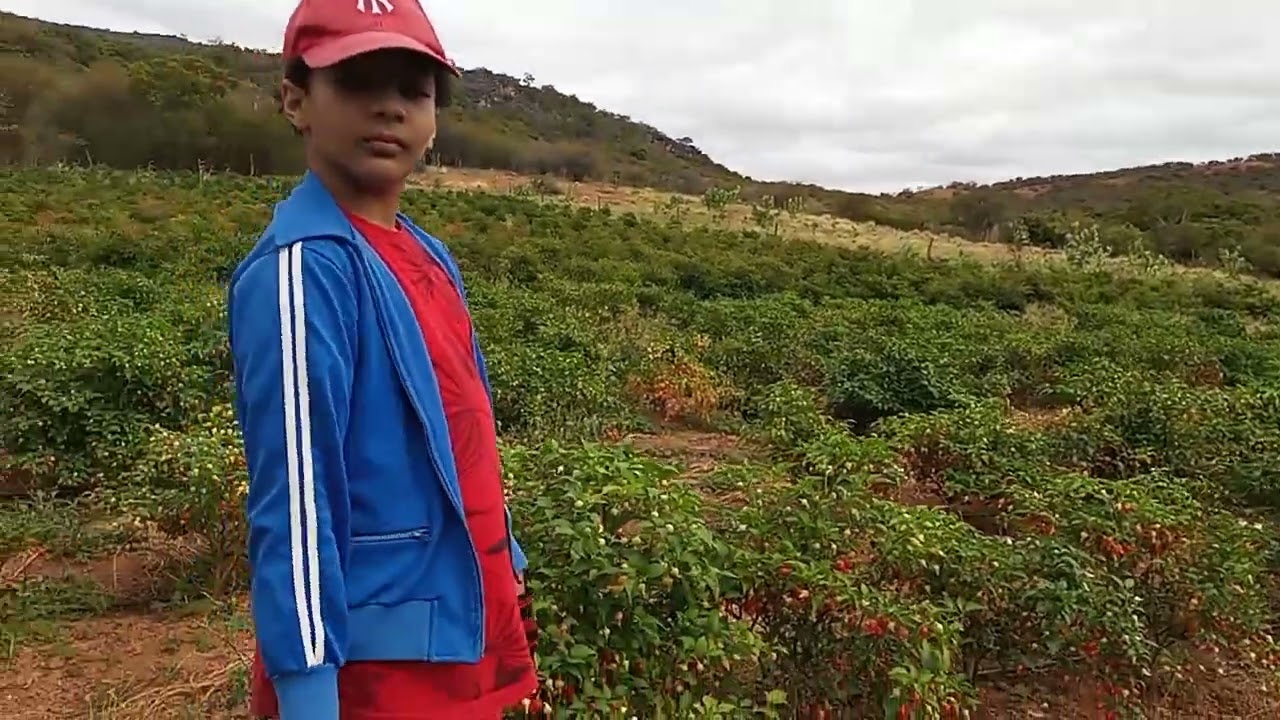 Visitando a bela plantação de pimenta do senhor Jairo Prado no  Pé da Serra..,..