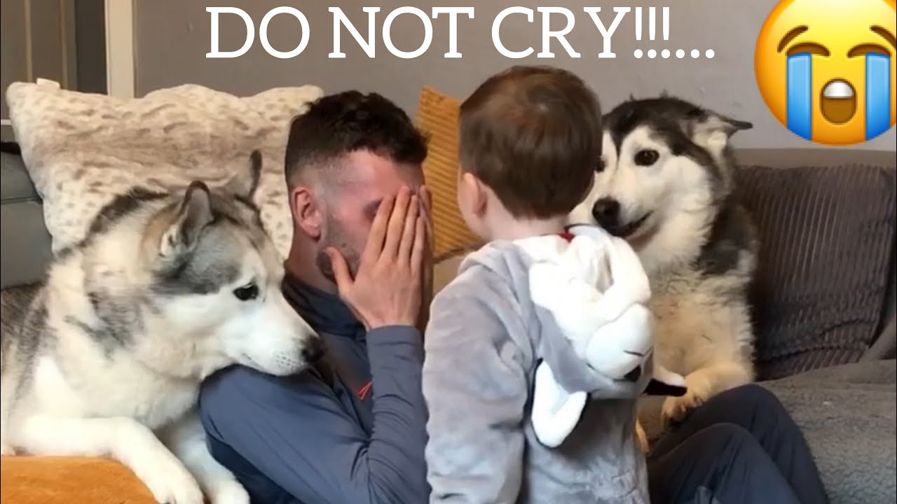 Husky & Baby Reaction To Me Being Sad! [PRANK] [WITH FUNNY CAPTIONS]