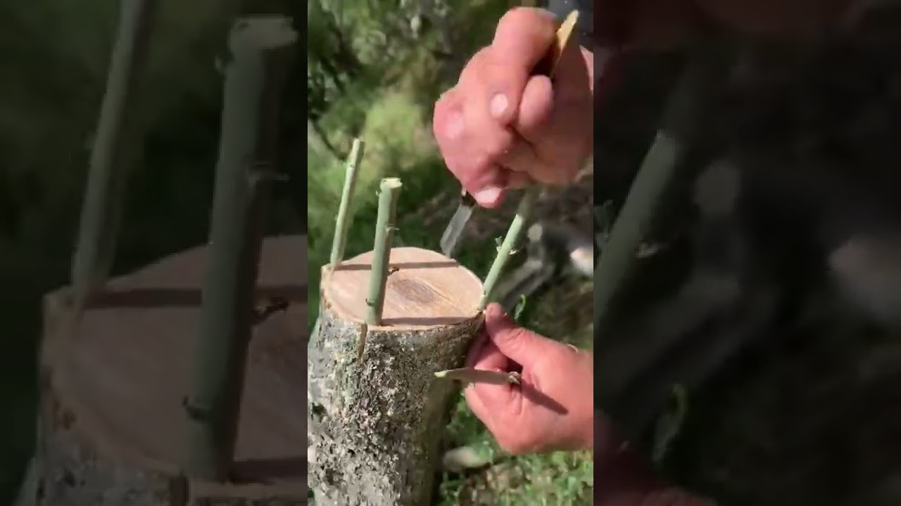 تجديد أشجار الزيتون الكبيرة من خلال التطعيم بطريقة الإيطالية.مهم جدا