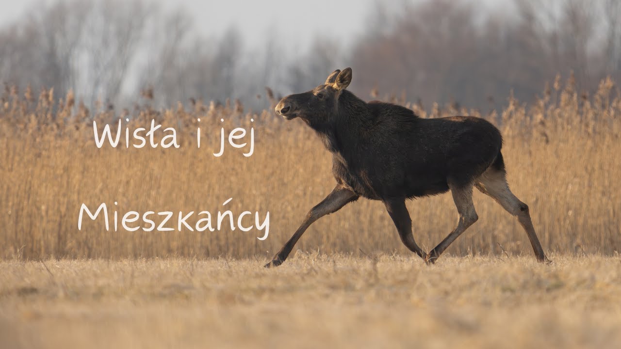 Wisła i jej mieszkańcy // fotografia przyrodnicza // sony a1 // sony 200-600 // dzika przyroda //