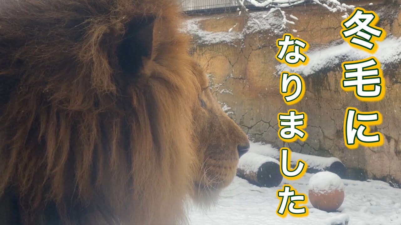 《旭山ライオン＆トラ》動物も衣替え。朝からラブラブな夫婦。おもちゃで楽しむトラママ。オリトイオ＆ザリアファミリーvol718.Lion＆Tiger are getting a change of 👚