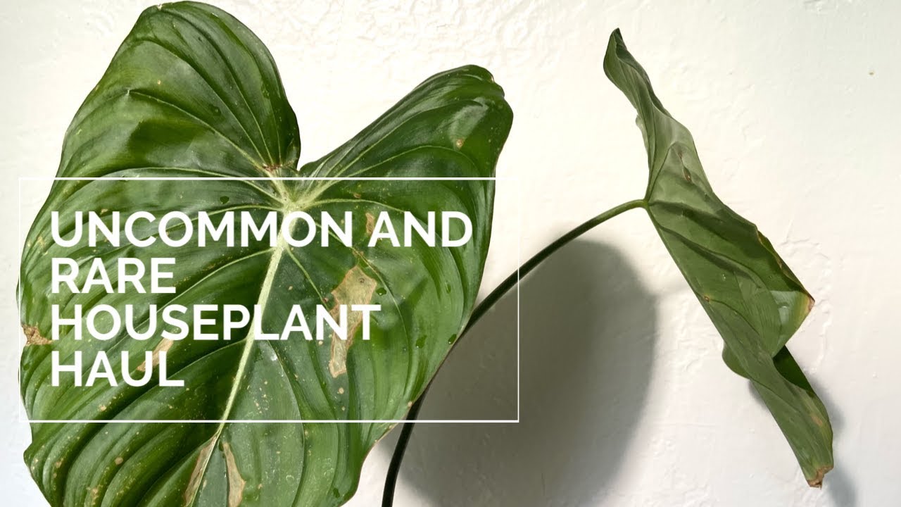Uncommon and Rare Houseplant Haul | Begonia U485, Philodendron Pastazanum, Burle Marx Fantasy + More