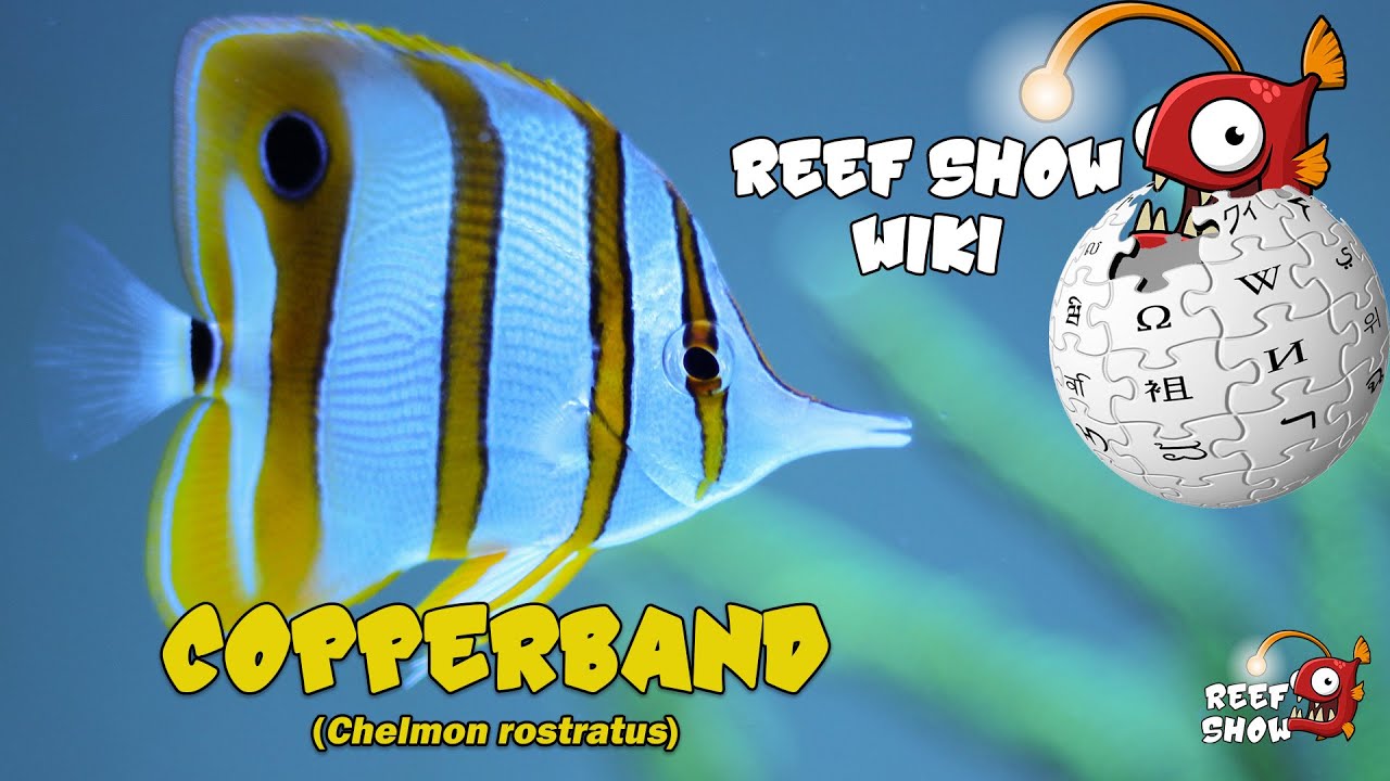 Reef Show Wiki: Copperband