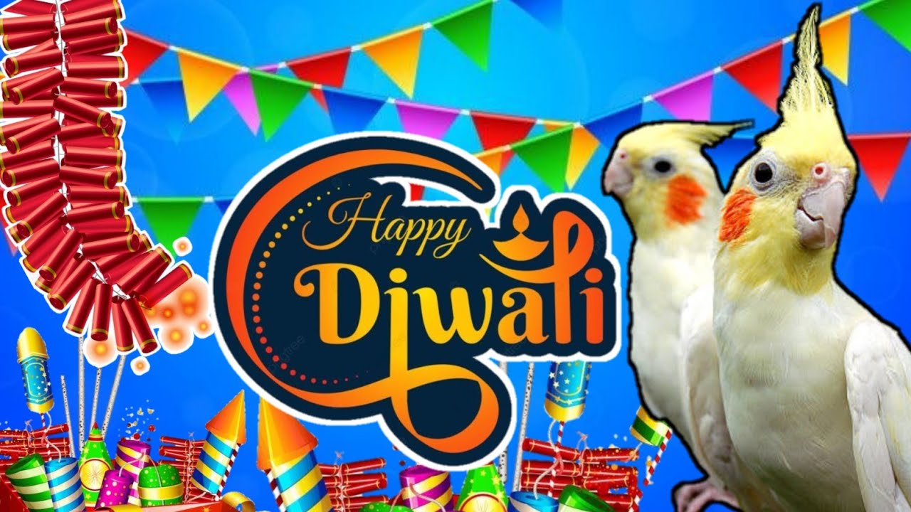 💥Diwali updates 💥‼️|Cockatiel breeding updates|cockatiel breeding tips #cockatielbreedingtips#birds
