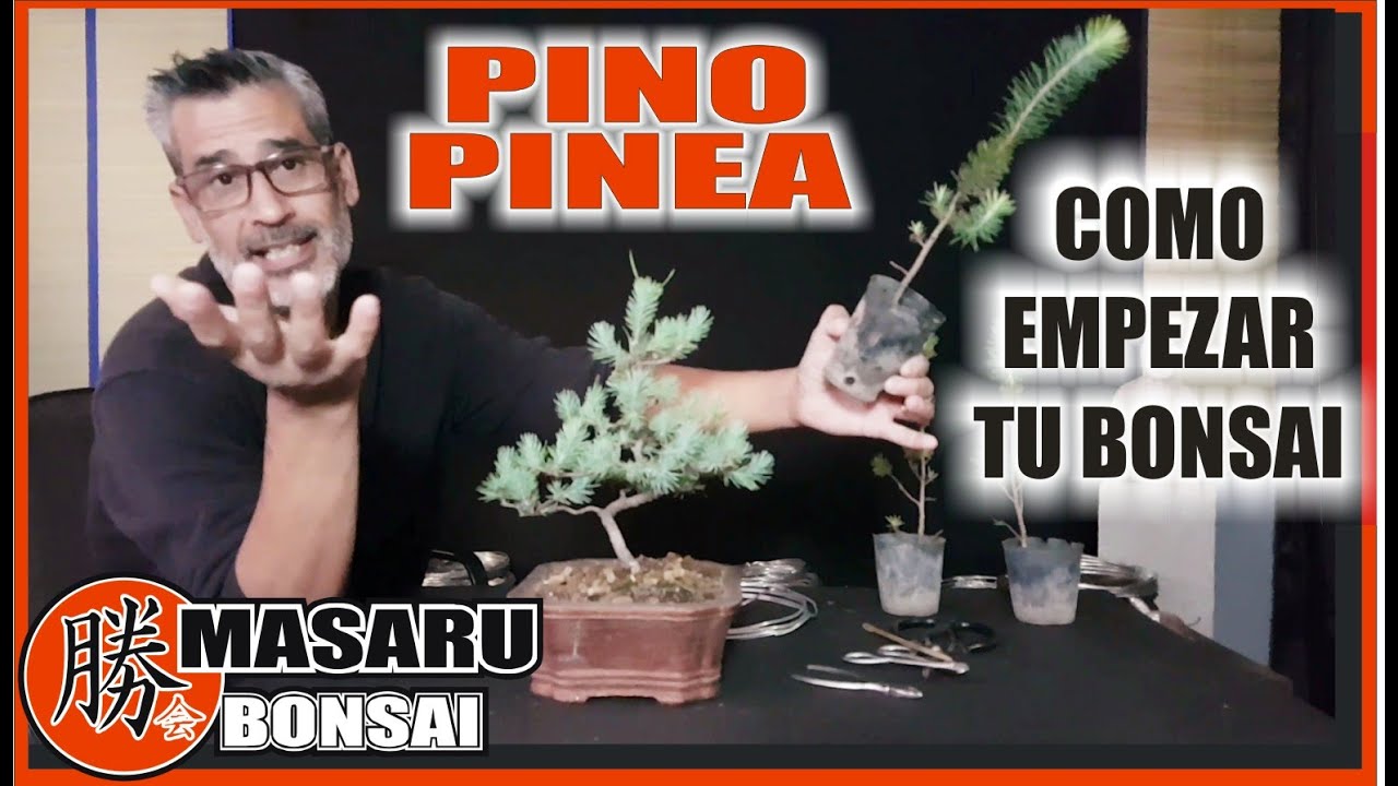 ⚠COMO EMPEZAR UN BONSAI de PINO PINEA⚠ DESDE CERO ✔ALAMBRADO✔ PODA Y DISEÑO!!!