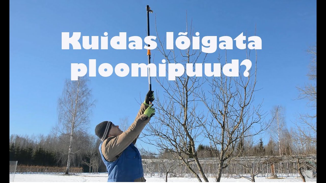 Kuidas lõigata ploomipuud?
