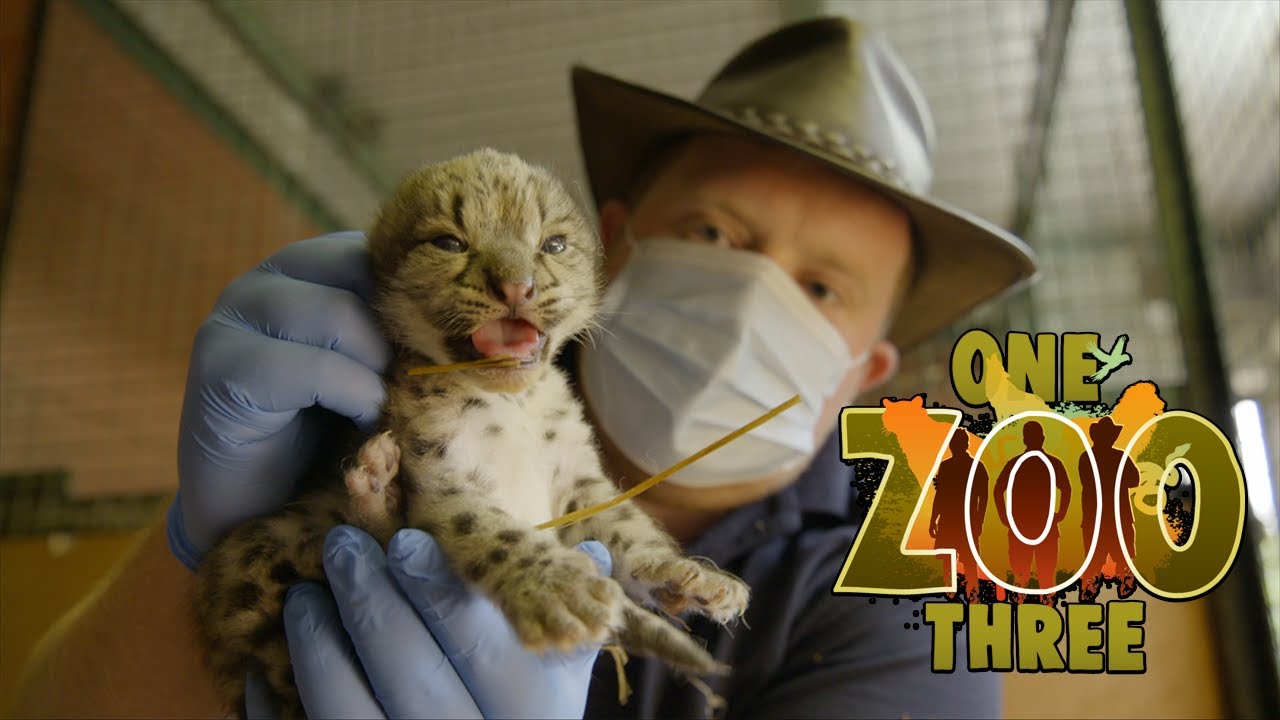 Aaron Gives Shen the Snow Leopard Cub His First Health Check! | One Zoo Three