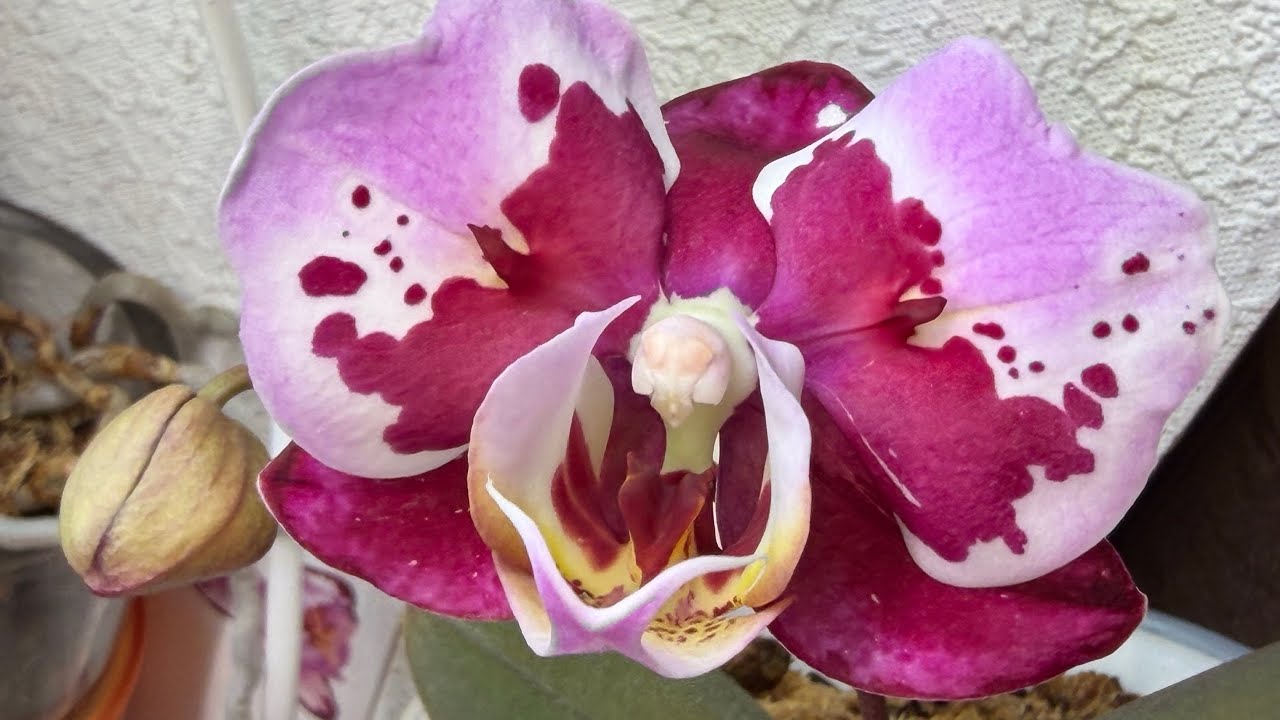 Я вернулась 🤗☺️😉 Влог 🦋🦋🦋 #орхідеї #орхидеибабочки #orchid #peloric 
