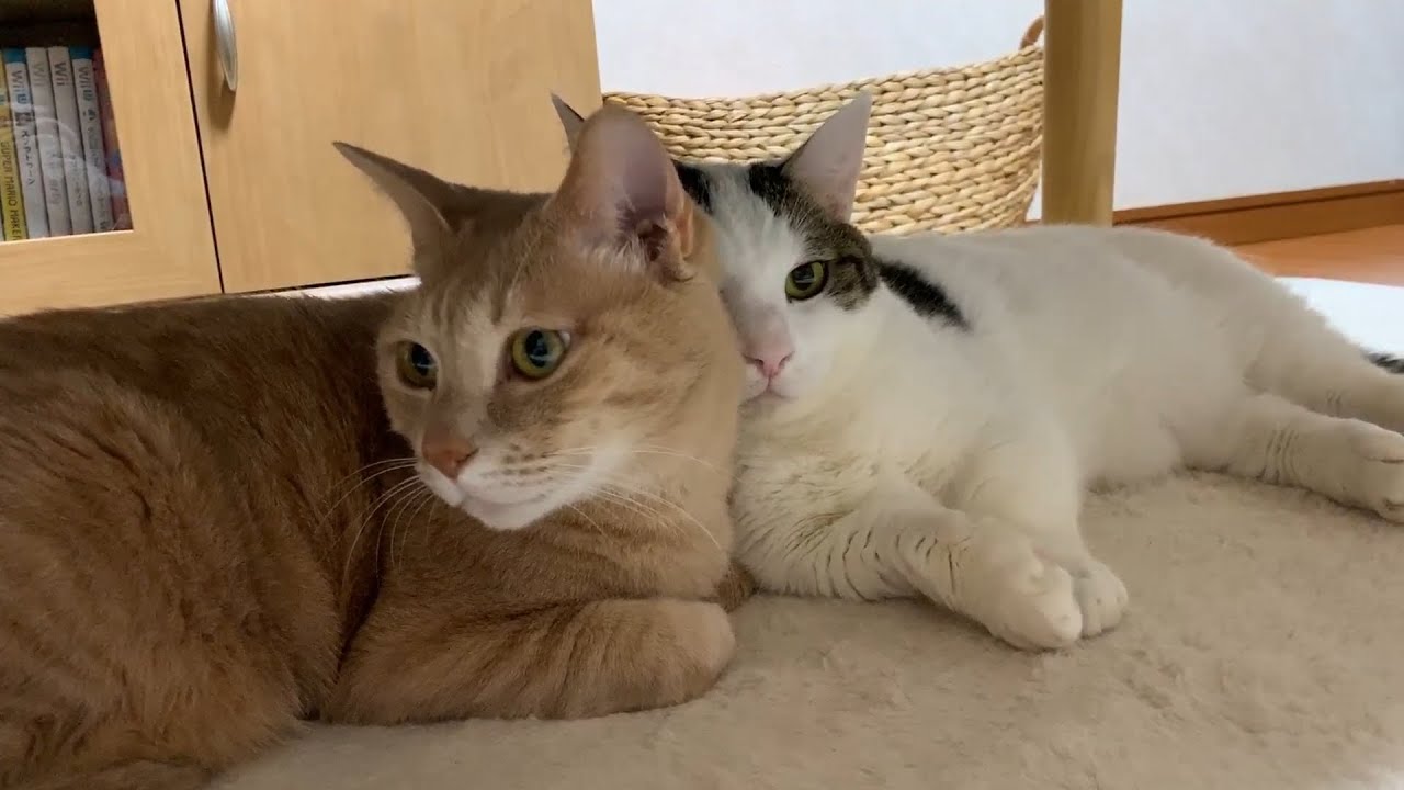 かわいい猫が机の下でイチャイチャするとこんな感じです