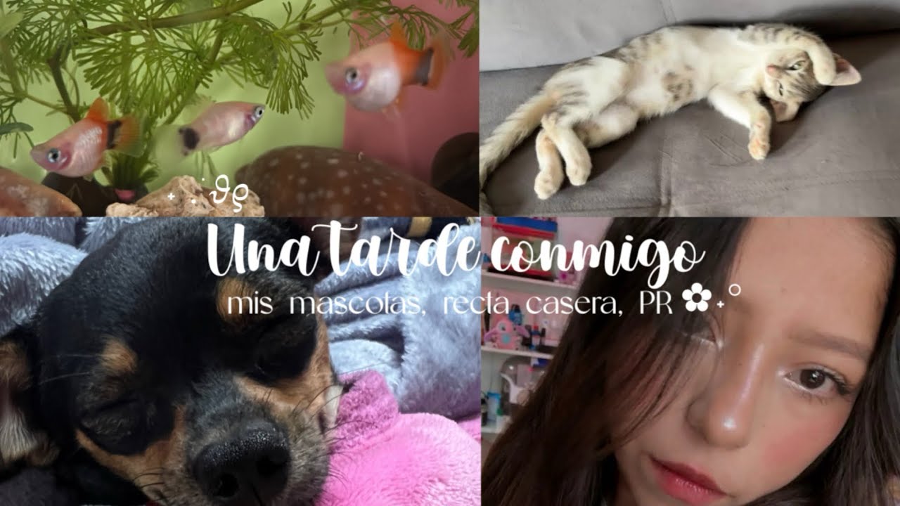 Una tarde conmigo 🍵 ❀˖&deg; | {Skincare, Mascotas, Paquetes} 