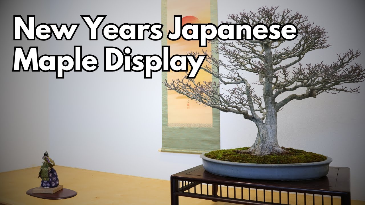 New Year's Japanese Maple Display - This Week in the Tokonoma at Rakuyo Bonsai