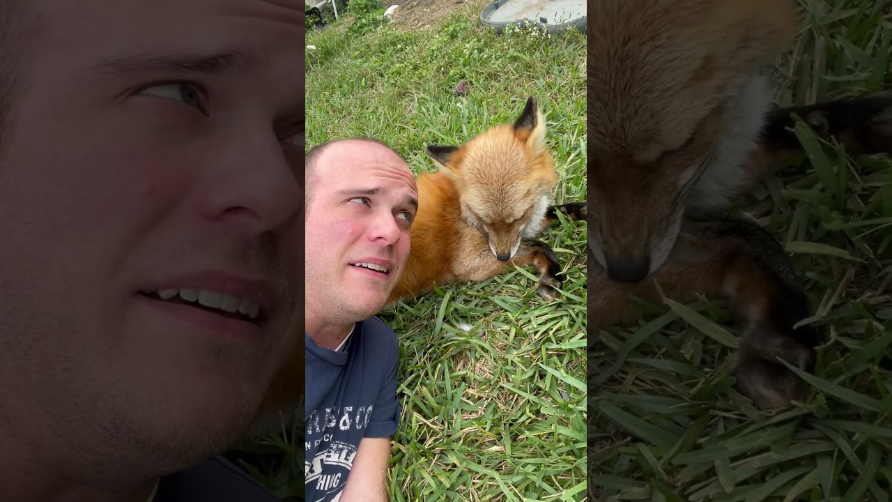 How to cuddle a red fox #redfox #foxlife #foxy