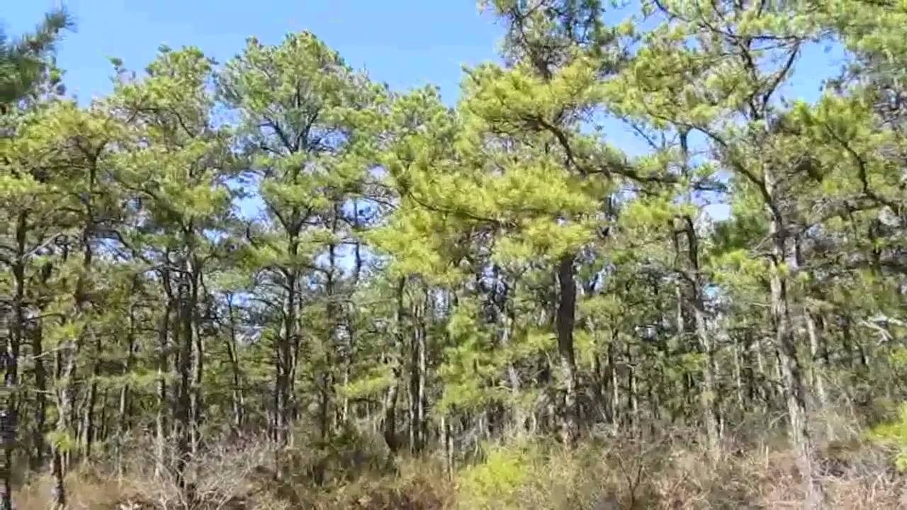 New Jersey Piney Power show HD: Deep Into Double Trouble