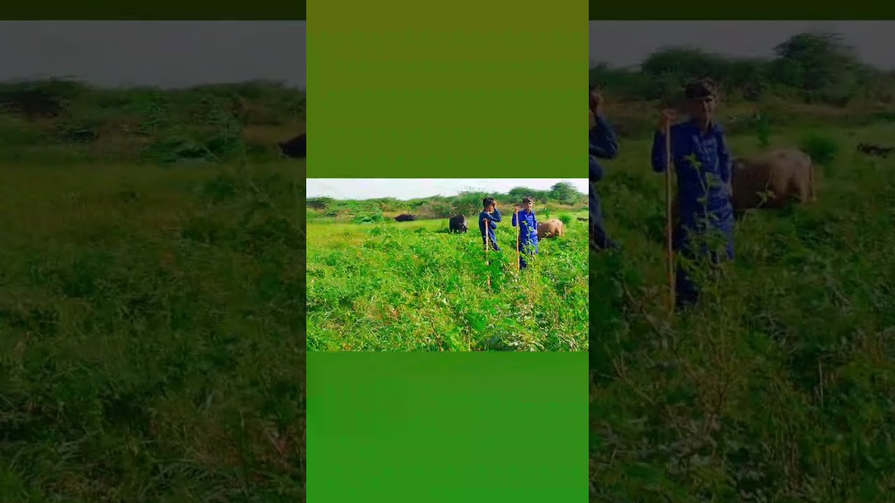 #maldari#ni#mojvideo#viralvideo